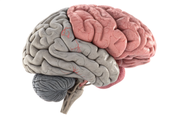 gray pink brain top side view isolated on white background, PNG
