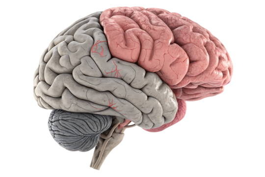 gray pink brain top side view isolated on white background, PNG
