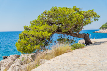 Fototapete bei efototapeten.de bestellen   