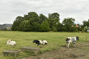 Fototapeta premium Vaches laitières dans l'une des pâtures à Ghislenghien (Ath)