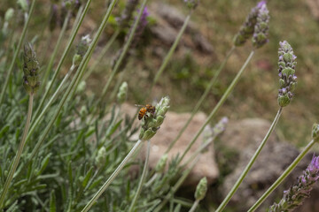 lavender flowers with a bee