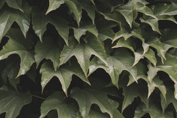 Green leaves pattern background. Cute leaves nature green background. Leaves texture