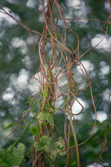 Wild Vines and Bokeh Forest