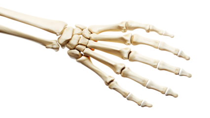 human skeleton hand isolated on white background PNG
