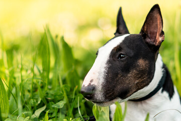 A close-up of a Bull Terrier dog lying in green grass. The dog appears relaxed and focused—perfect for projects related to animals, nature, peace, and the bond between humans and animals. A calm bull.