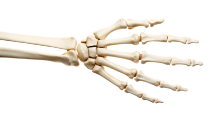 human skeleton hand isolated on white background PNG