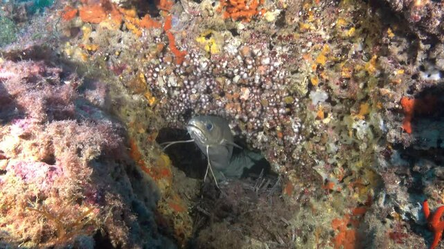 Nature underwater - Forkbeard fish in a colourful underwater scene