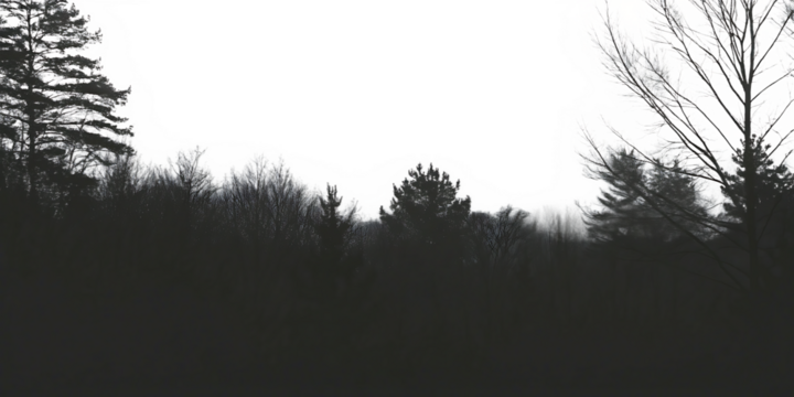 misty forest silhouette serene nature isolated on white background PNG