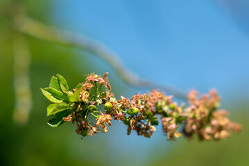 spring flowers in spring,A branch with withered cherry blossoms and young green fruits on a blurred background. A close-up of a cherry branch showing the remains of withered blossoms and freshly forme