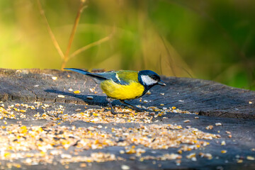 Bright Great Tit (Parus major) pecking at scattered seeds on a weathered wooden stump against a...