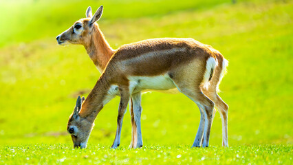 Pair of Thomson’s gazelles (Eudorcas thomsonii) grazing on sunlit savannah grassland at golden...