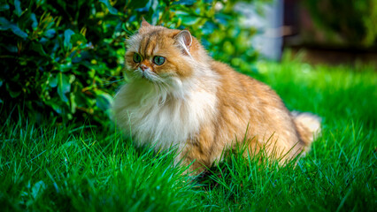 Golden-tipped British Longhair crouching in emerald grass beside a holly hedge under dappled garden...
