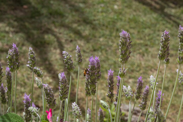 lavender flowers with a bee