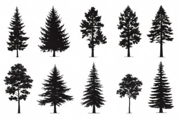 Pine and fir silhouettes collection. Forest and park trees. Side view. Monochrome vintage style. Nature vector clipart set. Isolated on white background  PNG
