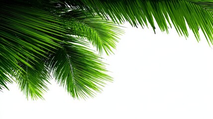 Fototapeta premium Lush Green Palm Fronds Tropical Leaves Summer Nature Background White Space Exotic Fo