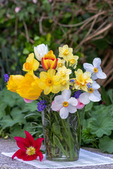 Blumenstrauß mit gelben und weißen Narzissen und Tulpen in Glasvase	
