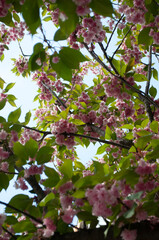 Blossoming sakura in the spring city