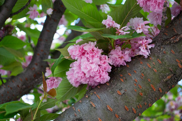 Blossoming sakura in the spring city