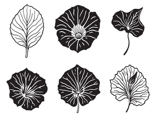 Morning Glory Leaf Elegant Line Art Drawing