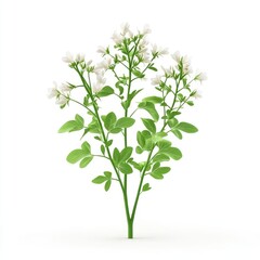 Cluster of delicate white flowers and vibrant green foliage.