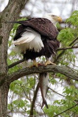 Bald Eagle with fish on branch