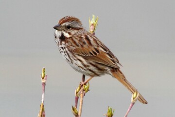 Old World Sparrow on branch