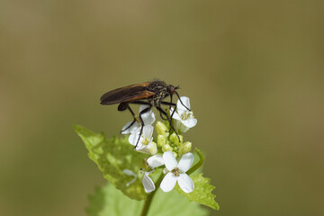 Close up male dance fly Empis tessellata. Family Empididae. On flowers of garlic mustard (Alliaria petiolata). Spring, May. Dutch garden.	