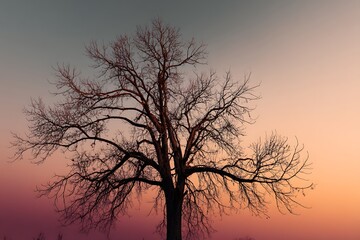 A lone, bare tree silhouetted against a vibrant pink, orange, and purple sunset sky creates a serene yet dramatic scene.