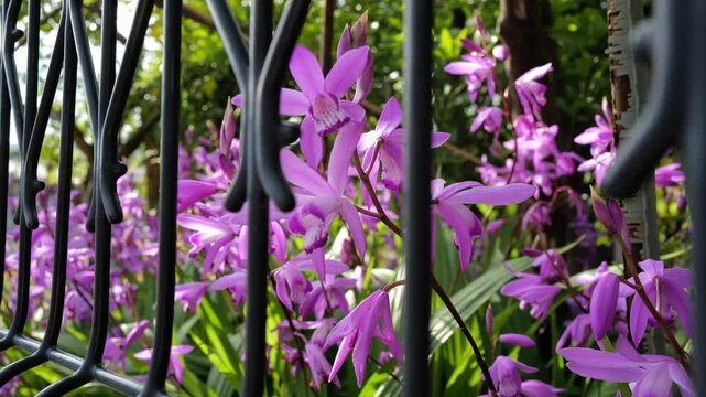 フェンス越しに風と揺れるシランの花