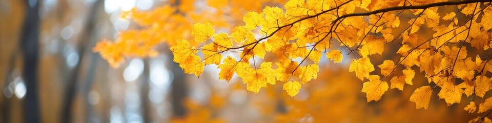 Vibrant Yellow Fall Header with Autumn Leaves â€“ Perfect for Long Banners and Seasonal Copy