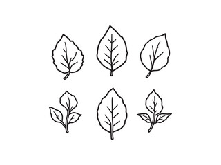 Fototapeta premium Organic Basil Leaf Vector Illustration with Clean Lines