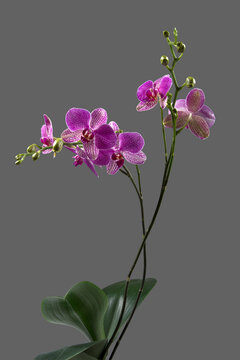 Orquidea