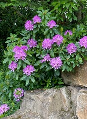 Rosa Rhododendron blüht auf am Hang mit Mauer in der Natur
