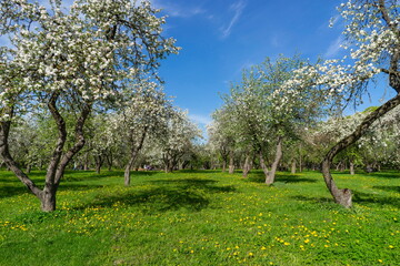 Apple trees in bloom in the city park of Minsk, Loshitsky Park.