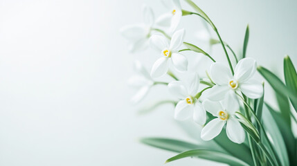 Close-Up Snowdrop Flower on White Background