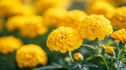Closeup of Vivid Yellow Marigolds in a Garden