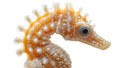 A vibrant marine creature with intricate patterns and textures perfect for nature ocean and