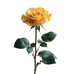 Elegant yellow rose nature garden floral photography close-up beauty. Isolated on transparent background, png.