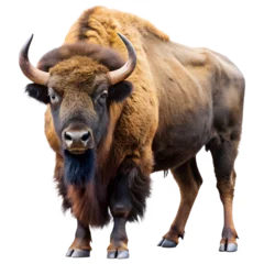 Gardinen american bison isolated on white © MdJilu
