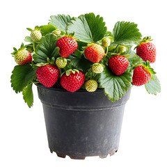 A Potted Strawberry Plant with Green Leaves and Ripe Strawberries Isolated on Transparent Background