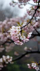 Fototapeta premium Heavily blooming cherry branch with soft focus and serene grey backdrop