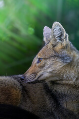 portrait of a wolf
Wild fox resting in green 