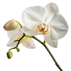 Fototapeta na wymiar white orchid isolated on white