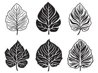 Peperomia leaf botanical illustration in elegant line art style