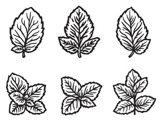 Peppermint leaf detailed line art illustration