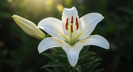 Fototapeta premium White Lily Flower in Bloom