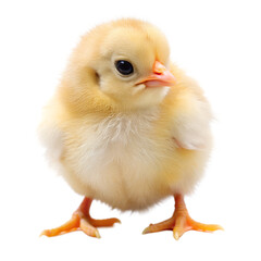 Obraz premium chick with tiny feet visible white background