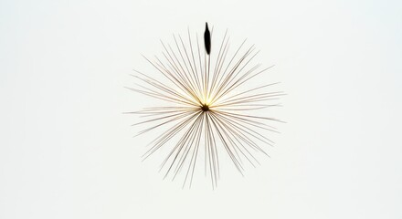 Seed with Thin Rays on White Background