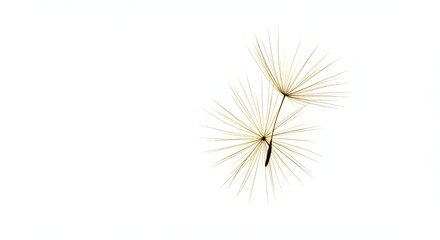 Dandelion Seed Head on White Background