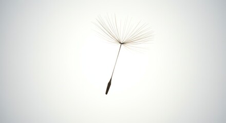 Dandelion Seed Head on White Background